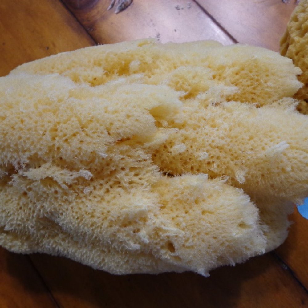 Lot of 2 New! Authentic Natural Select Sponges - Picture 2 of 8